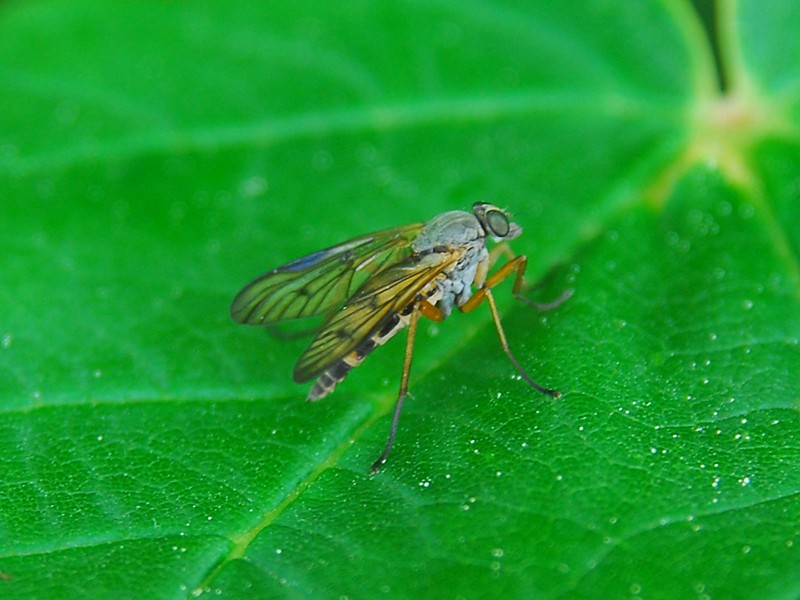 Rhagio vitripennis